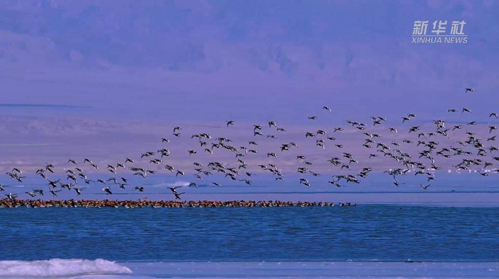 秀我中國(guó)｜青?？婶斂撕叭绠?huà)