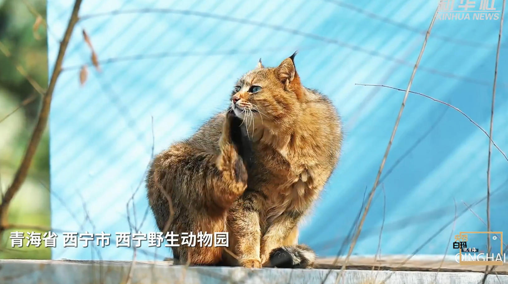 央秀白瑪說(shuō)青海｜這座高原古城緣何屢屢讓人感動(dòng)