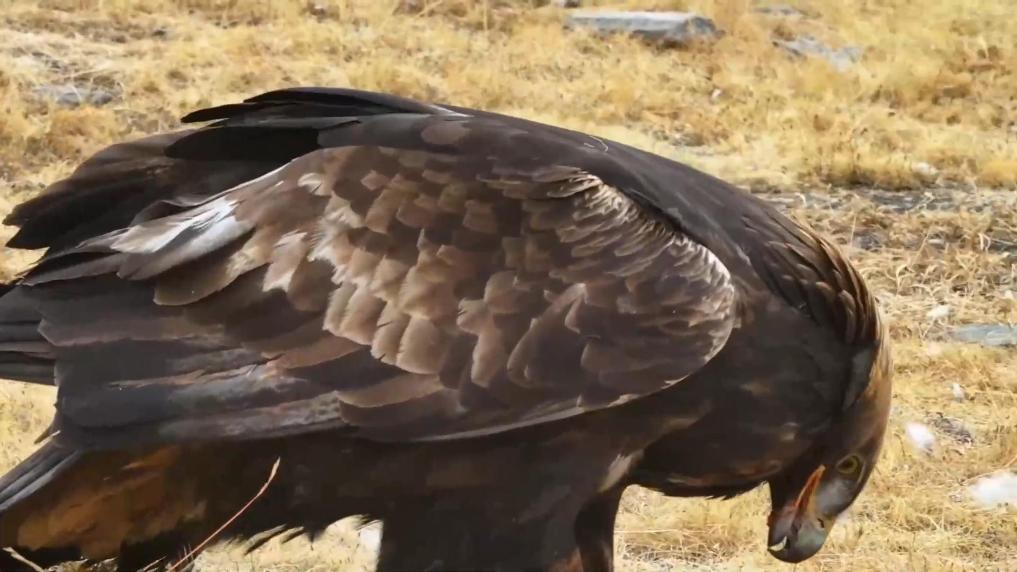 青海祁連：金雕現(xiàn)身捕食