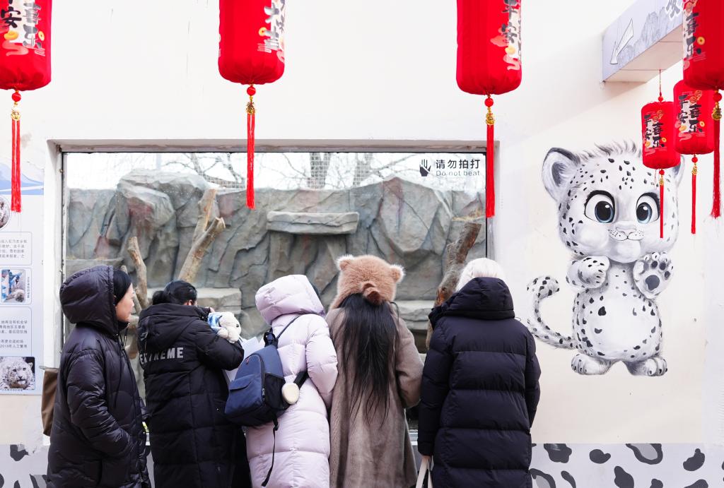 和雪豹一起過(guò)假期