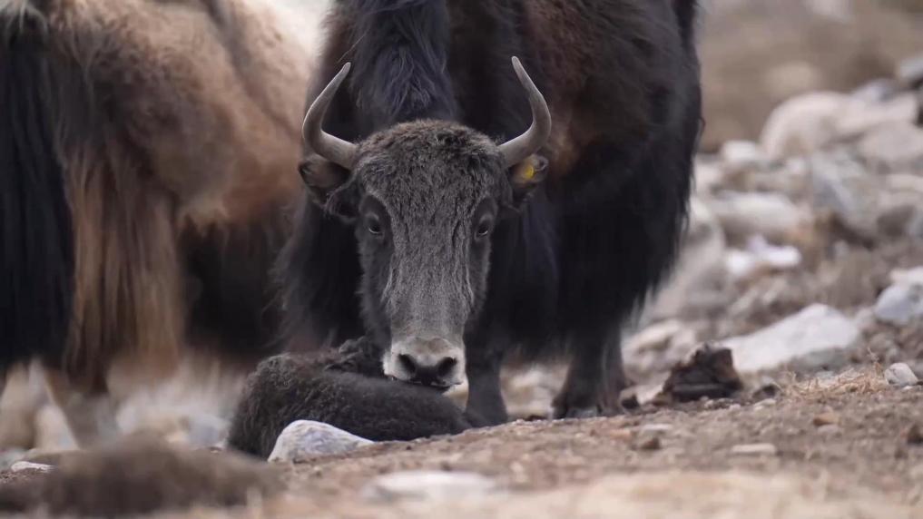 青海祁連：高原牦牛迎來產(chǎn)犢季