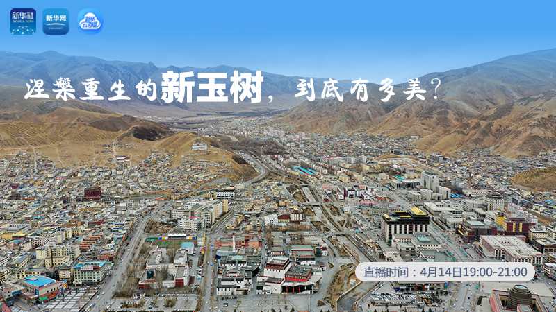 涅槃重生的新玉樹，到底有多美？