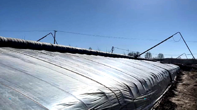 新鮮！青藏高原長出&ldquo;熱帶水果&rdquo;