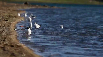 世界野生動植物日，帶您到青藏高原領略&ldquo;野生動物家園&rdquo;