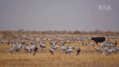 壯觀！遷徙灰鶴&ldquo;備降&rdquo;青海都蘭